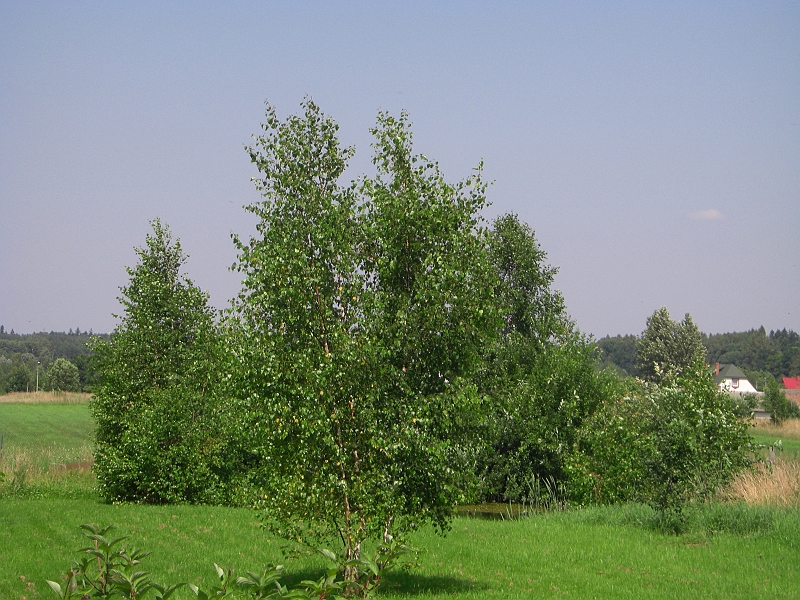 CIMG5054.JPG