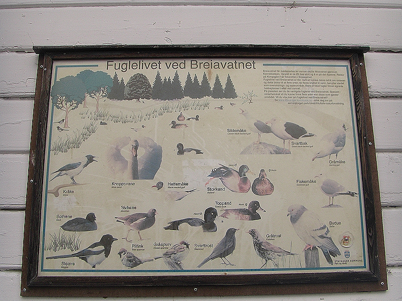 CIMG7733.JPG - Fuglelivet ved Breiavatnet