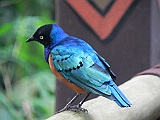 DSCN3731