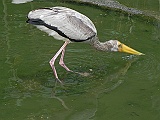 DSCN3746