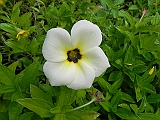 DSCN3994
