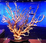 DSCN4152