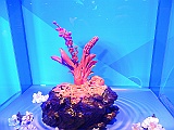 DSCN4155