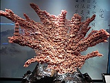 DSCN4160
