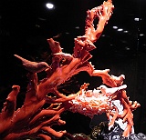 DSCN4169