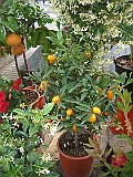 CIMG4033