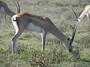 Grants_gazelle