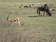 Thomsons_gazelle