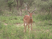 impala