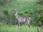 waterbuck_-_kob_sniady