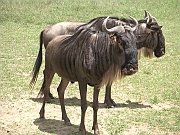 wildebeest_-_gnu