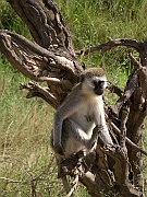vervet_-_werweta
