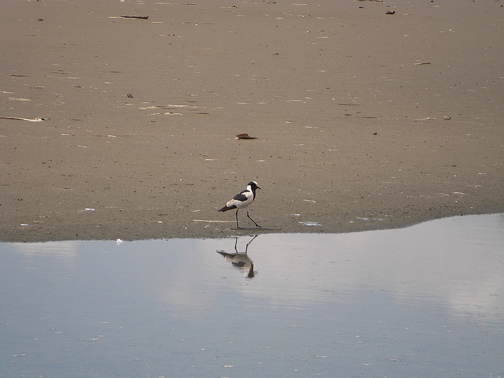CIMG3426.JPG - blacksmith plover - smedevibe - czajka srokata