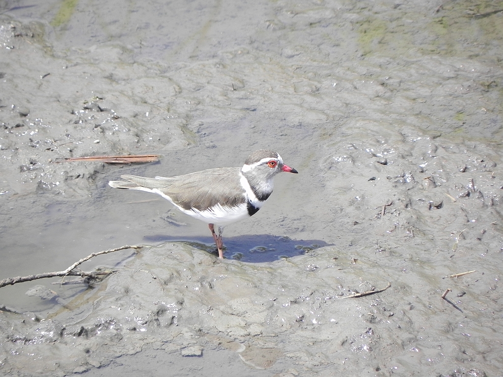 DSCN1693.JPG - three-banded sandplover