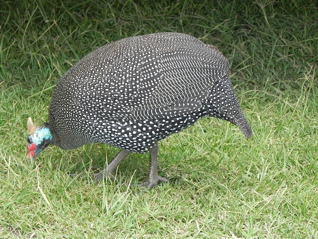 DSCN2009.JPG - guinea fowl - perlehoene - perlica