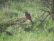DSCN1474