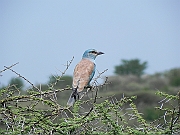 DSCN1602