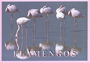 flamingo