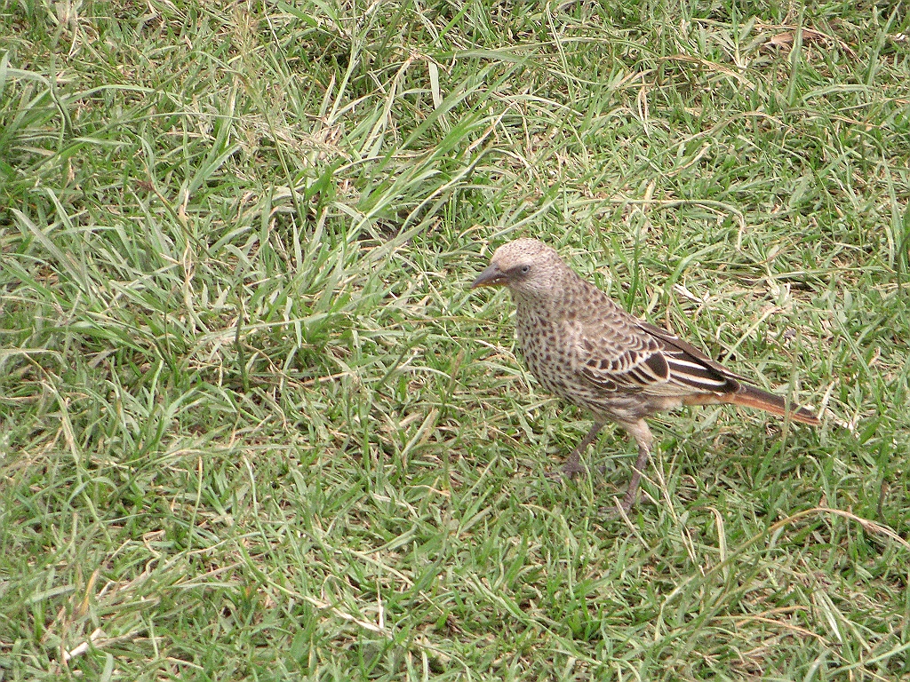 CIMG3976.JPG - rufous-tailed weaver