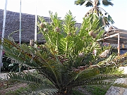 DSCN2698