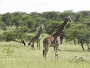 DSCN1385