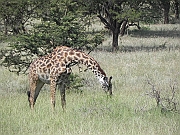 DSCN1518
