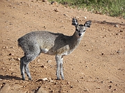 African_antilopes_-_antiloper_-_antylopy