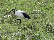 African_birds_-_fugler_-_ptaki