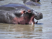 hippo