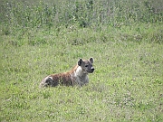 spotted_hyena_-_flekkhyene_-_hiena_cetkowana