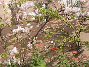 DSCN1550