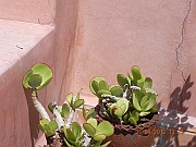 DSCN1716