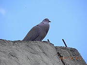 DSCN1728