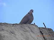 DSCN1729