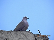 DSCN1730