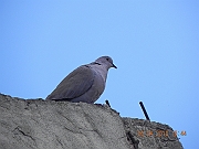 DSCN1731