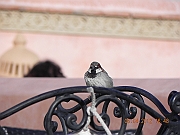 DSCN1733