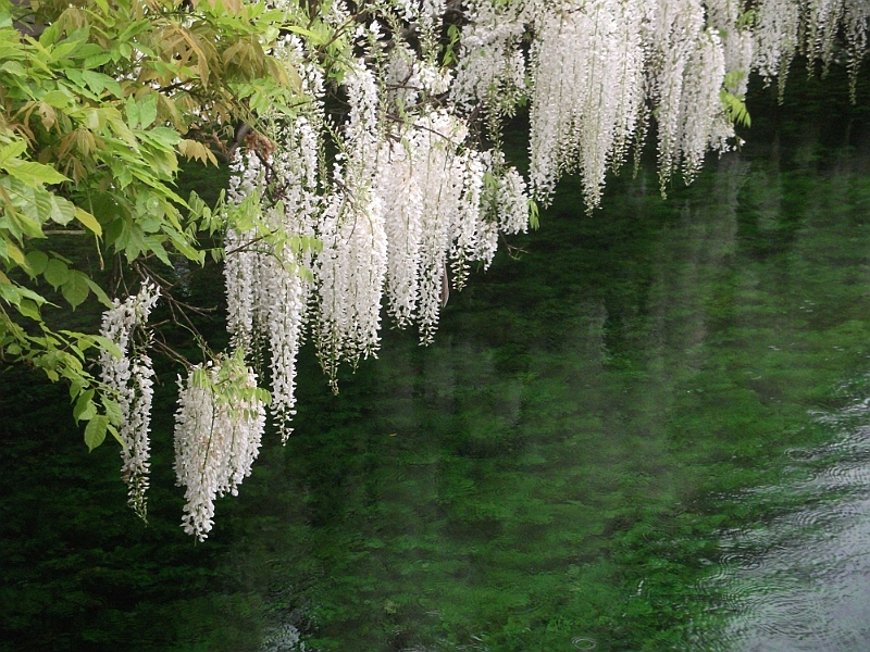 DSCF1013.JPG