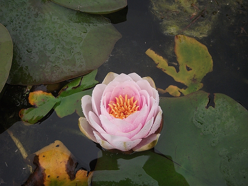 DSCF1050.JPG