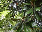 DSCN0669