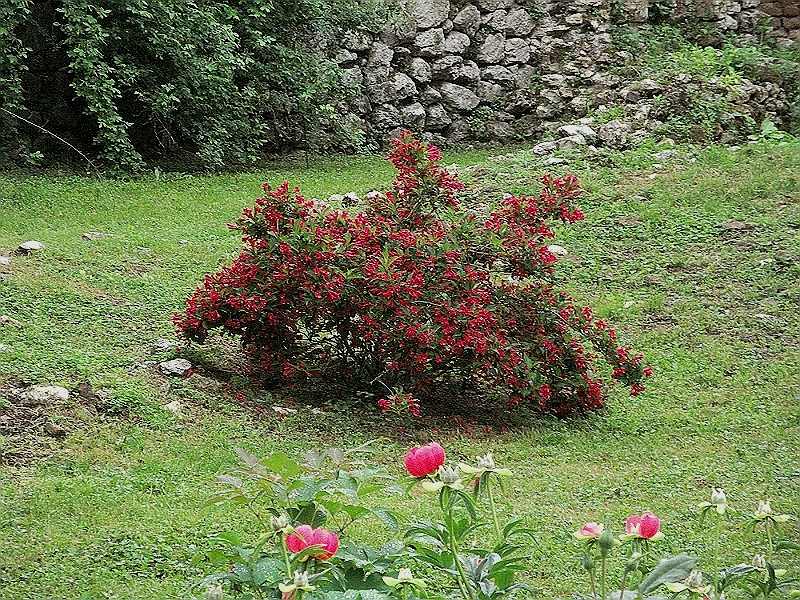 DSCF0974.JPG
