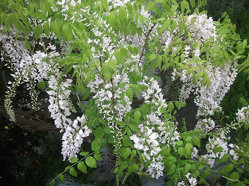 DSCF1016.JPG