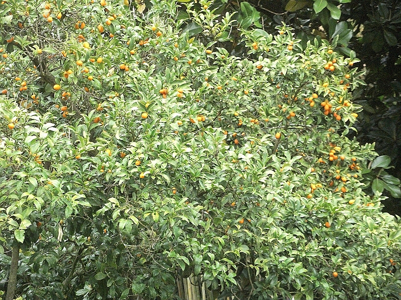 DSCF1052.JPG