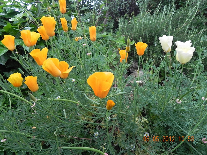 DSCN0601.JPG