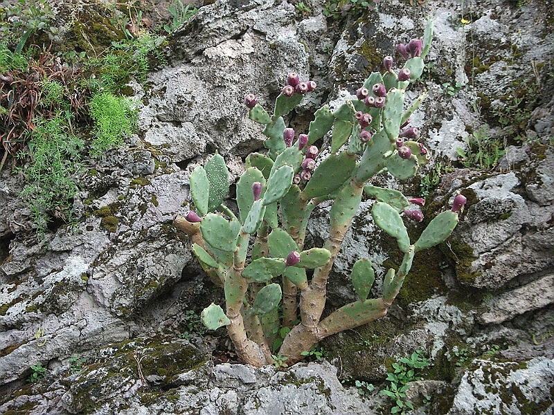 DSCF1211.JPG
