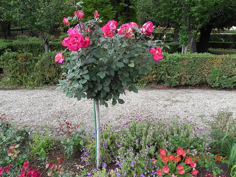 DSCN0704.JPG
