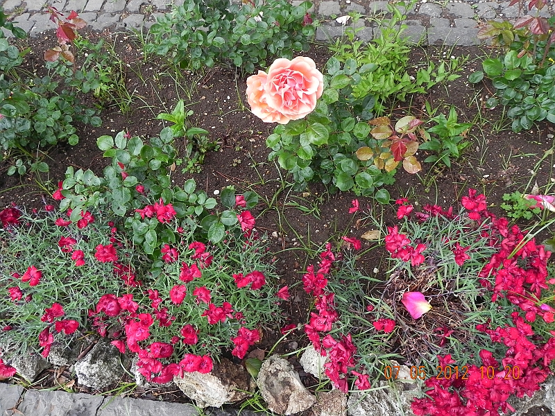 DSCN0705.JPG