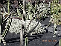 DSCN4158