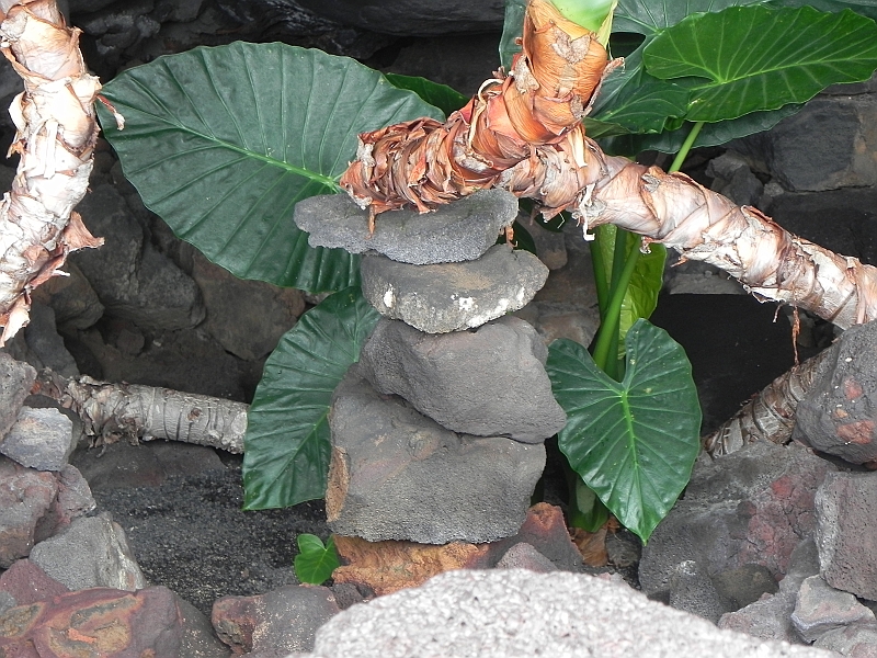 DSCN4269.jpg