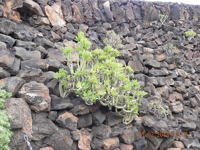 DSCN4271.jpg